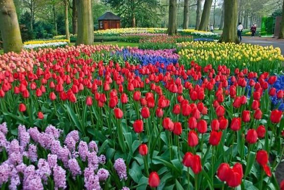 Vườn Keukennhof, thánh địa hoa Tulip