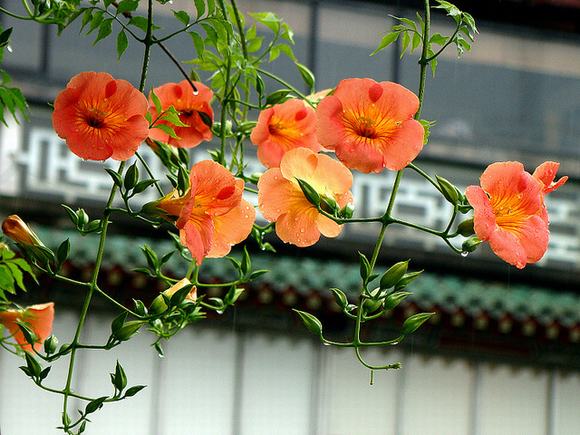 Cây hoa Đăng Tiêu