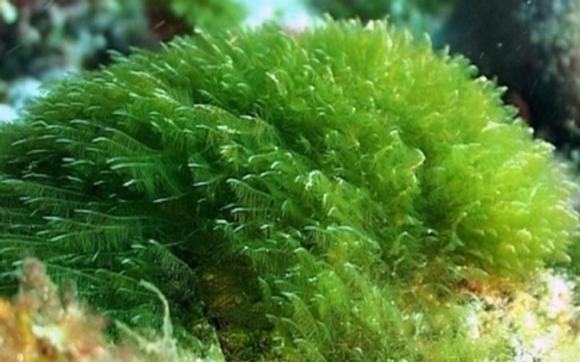 Tảo spirulina 