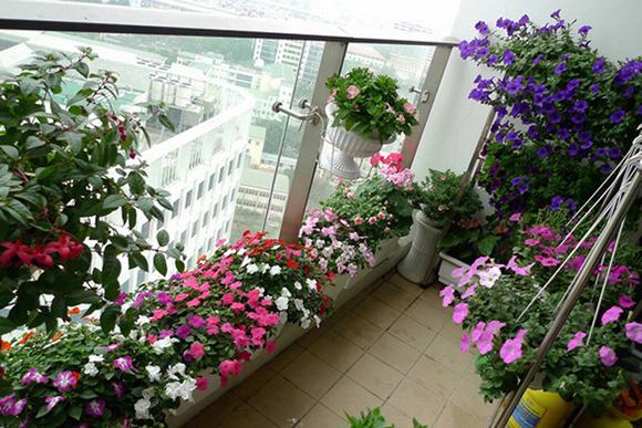 Ban công đẹp lung linh với những loài hoa