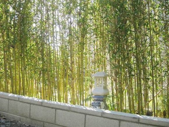 Hàng rào với tre, trúc mộc mạc đem lại sự bình yên cho không gian nhà