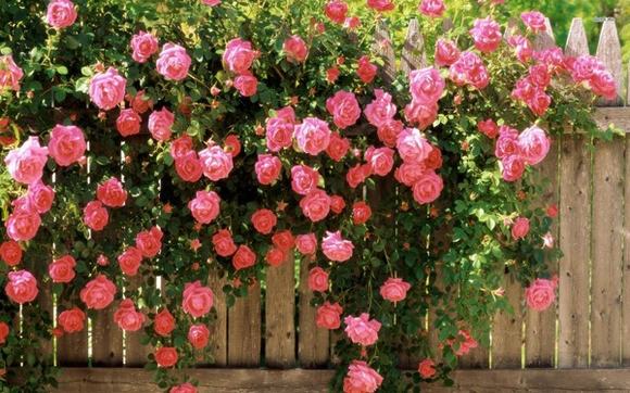 Sự kết hợp hoàn hảo giữa hoa hồng leo và hàng rào gỗ