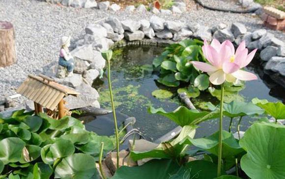 Sân vườn với hồ sen tuyệt đẹp