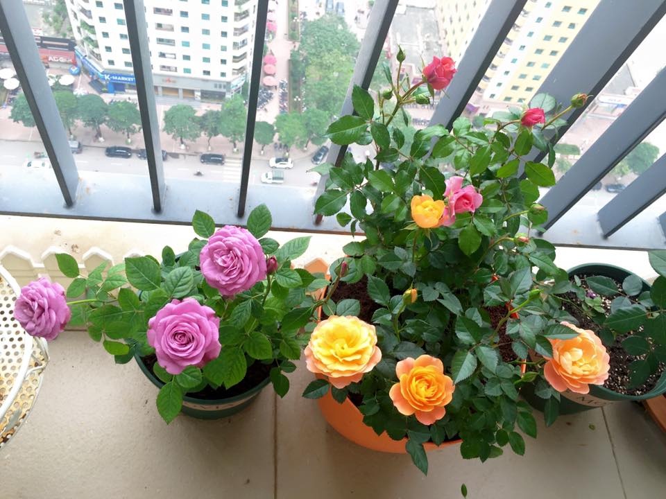 lua-chon-hoa-hong-cho-ban-cong