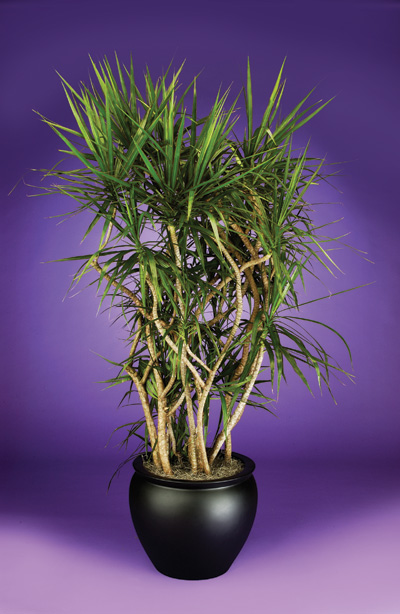 hoa-giai-phong-thuy-ban-cong-bang-cay-canh