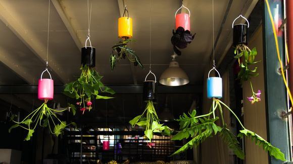 Vườn treo ngược tại một quán cà phê