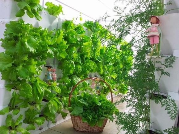 Vườn tầng sử dụng để trồng xà lách