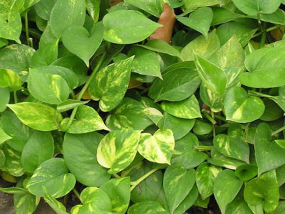 Cây Trầu bà