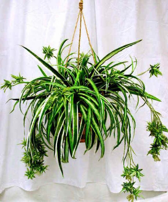 Cây phất dụ xanh kẻ sọc