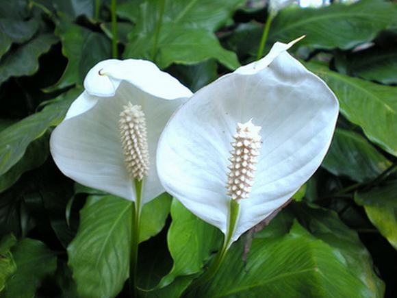 Cây hoa lan Ý