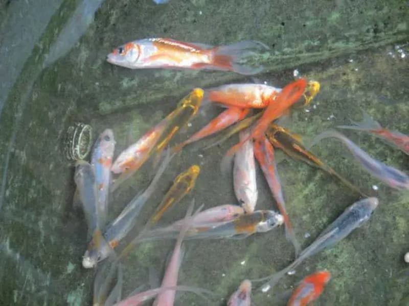 Bệnh tróc vảy ở cá Koi