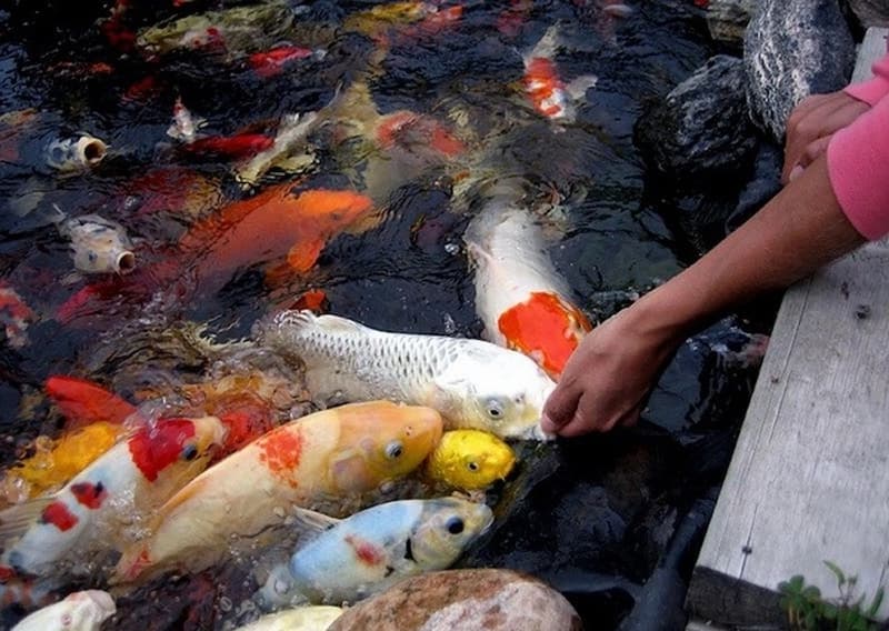 Bệnh tróc vảy ở cá Koi
