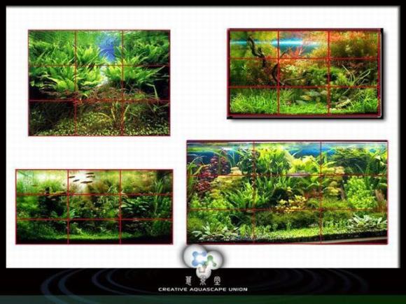 lũa trang trí bể cá lũa trang trí bể cá