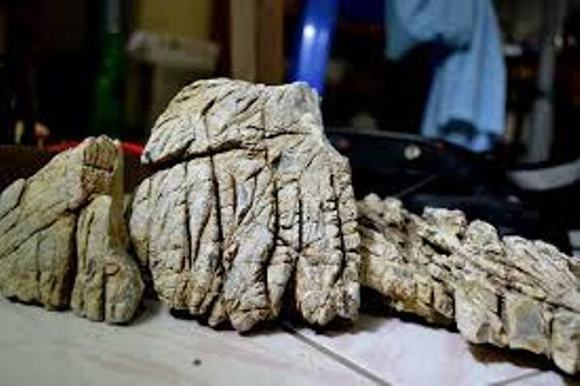 đá da voi đá da voi