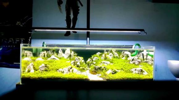 Sử dụng đèn led cho bể cá thủy sinh