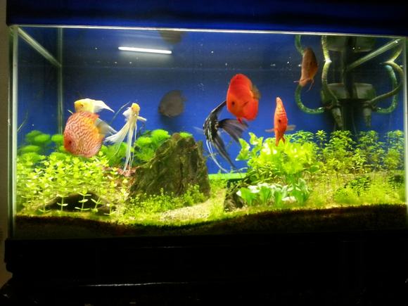 Dùng đèn led cho bể cá thủy sinh