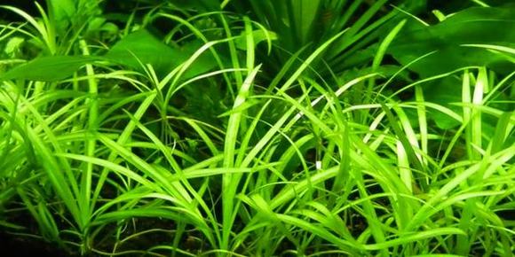 Cây cỏ thìa