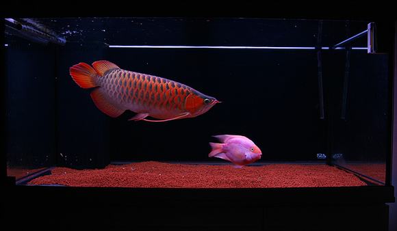 Bể cá rồng đạt tiêu chuẩn