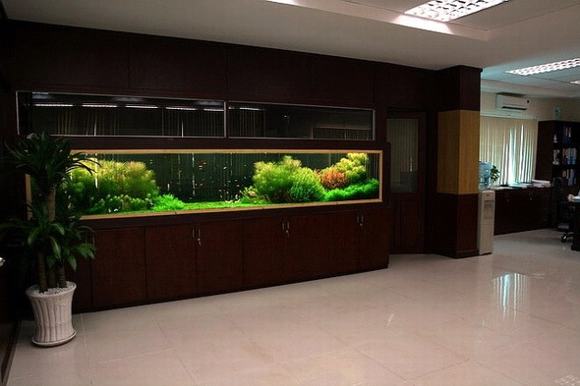 Bể cá tấm kính lớn Bể cá tấm kính lớn