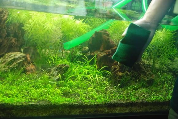 Dịch vụ vệ sinh và chăm sóc bể cá cảnh