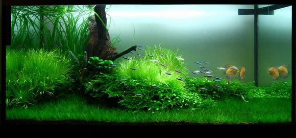 Dịch vụ vệ sinh và chăm sóc bể cá cảnh