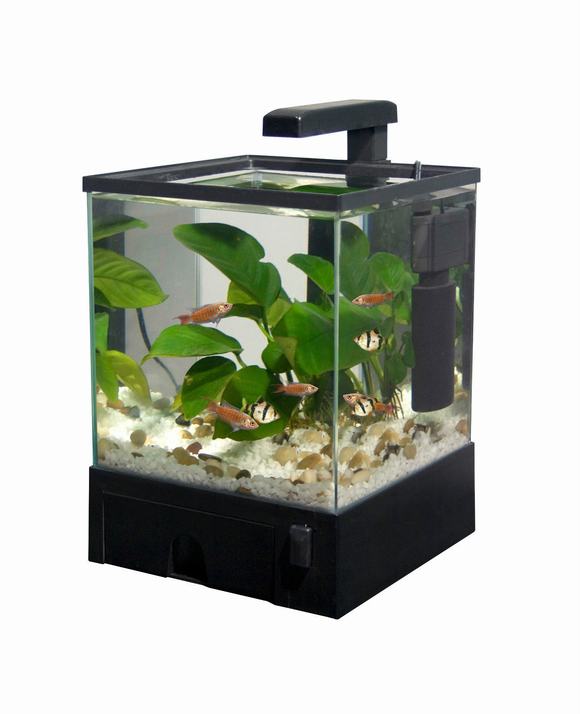Bể cá mini
