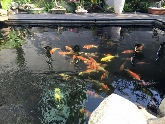 hồ cá Koi sân thượng
