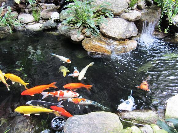 Hồ cá koi đẹp nếu được vệ sinh đúng cách