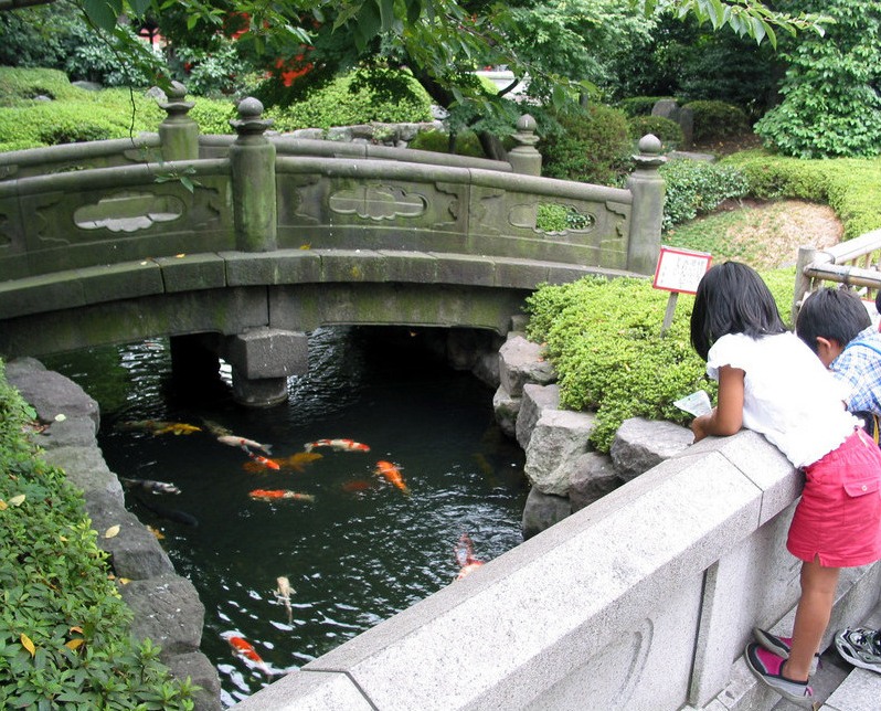 ho-ca-koi-nhat-ban-dep