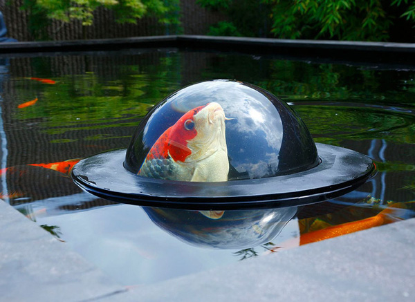 vom-quan-sat-cho-ca-koi