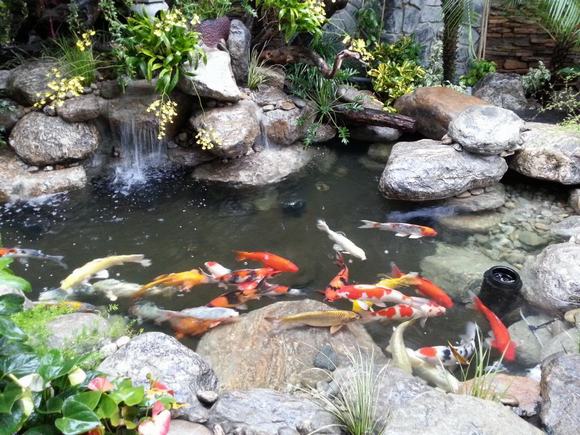 Hồ cá Koi đẹp