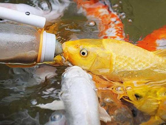 Cá Koi thân thiện như một đứa trẻ