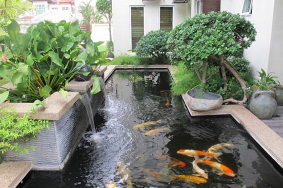 Hồ cá Koi đạt tiêu chuẩn