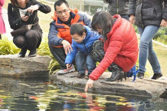 Đoàn viên bên hồ cá Koi, bạn nghĩ sao?