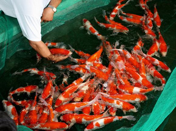 Màu sắc, kích thước của từng loại cá Koi có giá trị rất lớn