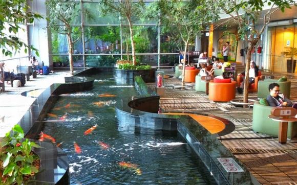 Hồ cá Koi trong nhà