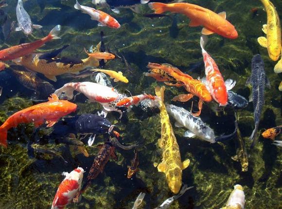 Vệ sinh để đảm bảo nguồn nước luôn trong sạch Vệ sinh để đảm bảo nguồn nước luôn trong sạch