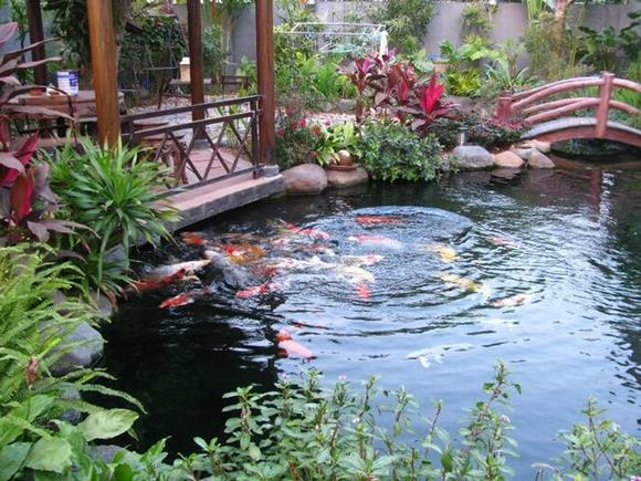 Thi công hồ cá Koi hợp không gian