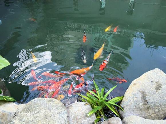 “Du hí” phong cảnh sơn thủy hữu tình cùng hồ cá Koi của ca sĩ Cao Thái Sơn