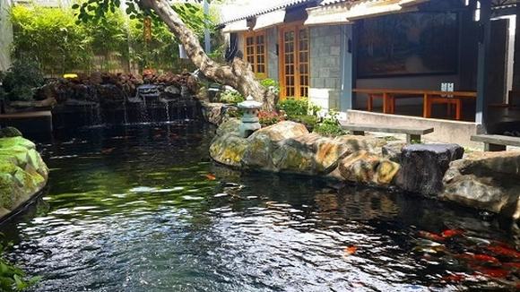 Kiến thức cho người mới chơi hồ cá Koi