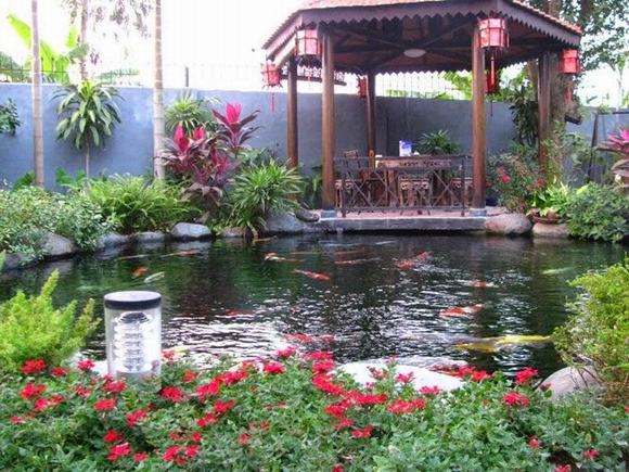 Lựa chọn không gian phù hợp thi công hồ cá Koi