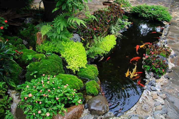 Hồ cá koi giá bao nhiêu - Bí quyết sở hữu hồ cá koi đẹp, xa xỉ không lo quá tải ngân sách