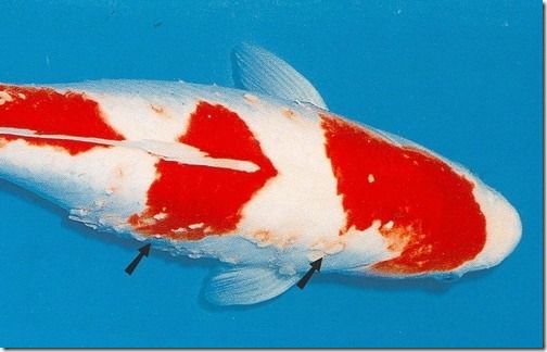 Những bệnh thường gặp ở hồ bể cá Koi Nhật