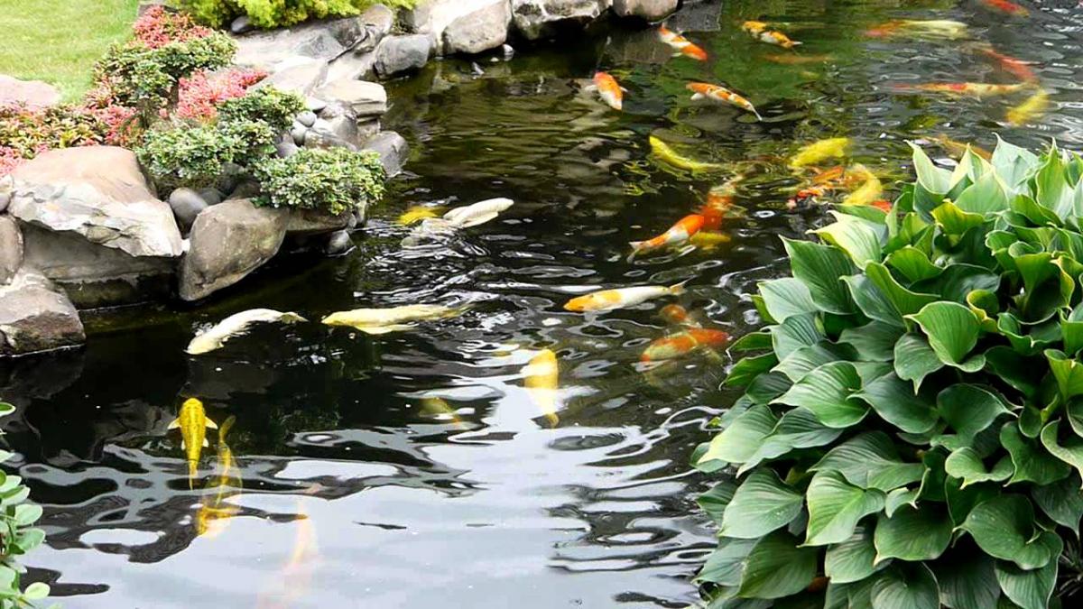 Hồ cá chép nhật đẹp mọi góc nhìn