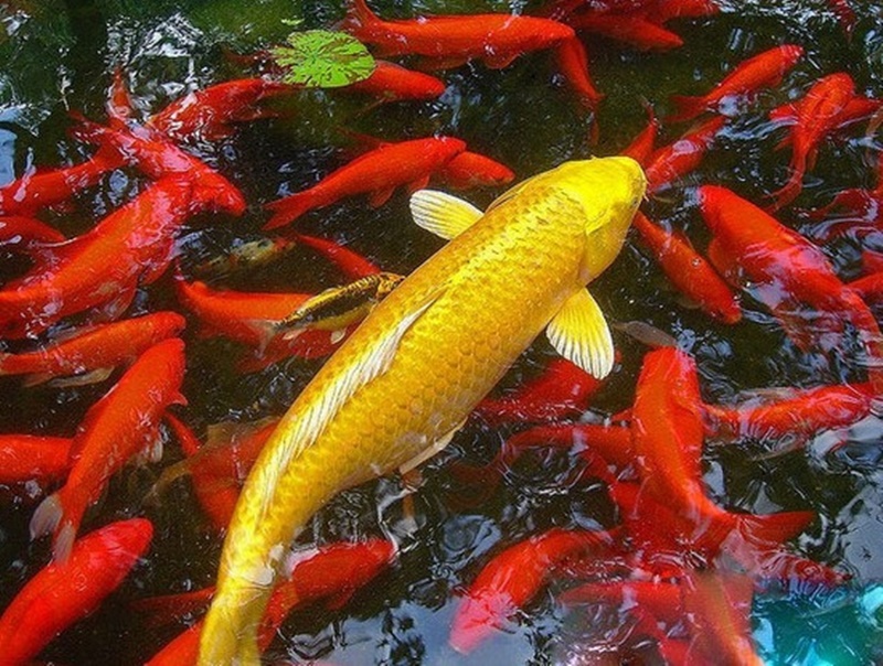 Thi công hồ cá chép nhật phong cách ấn tượng