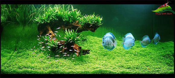 Bể cá thủy sinh đẹp