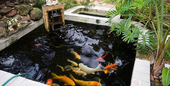 Thiết kế hồ cá Koi mini thích hợp với diện tích nhỏ