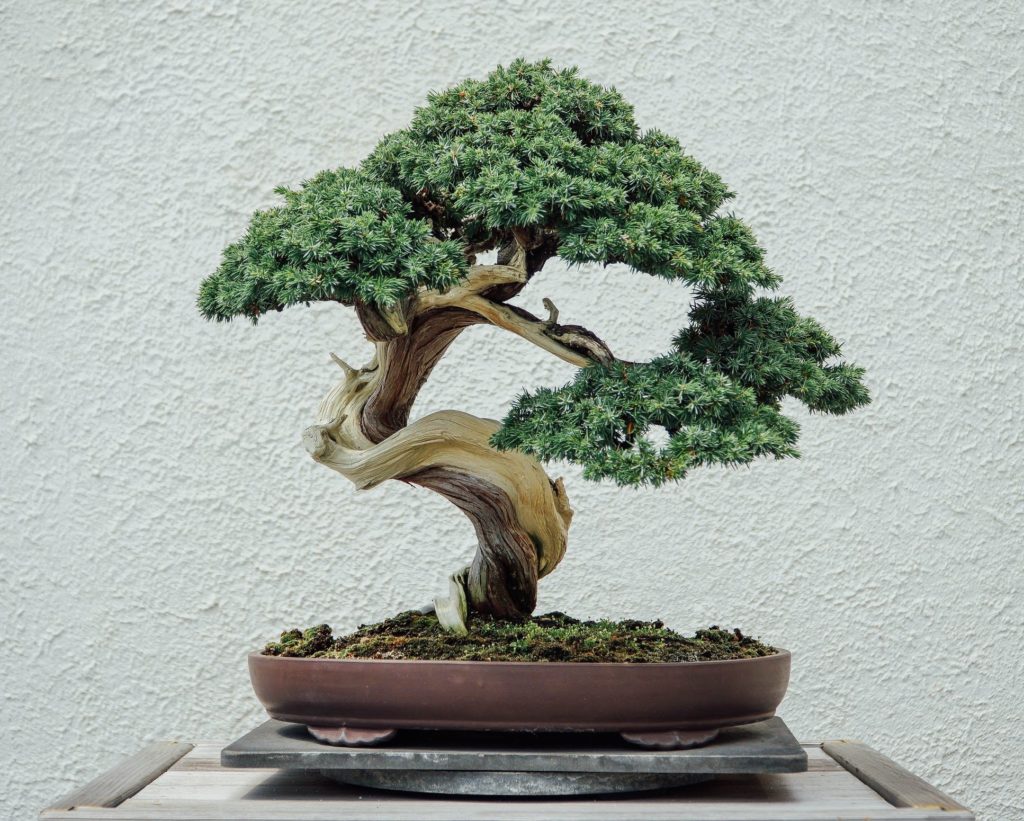 cây bonsai 