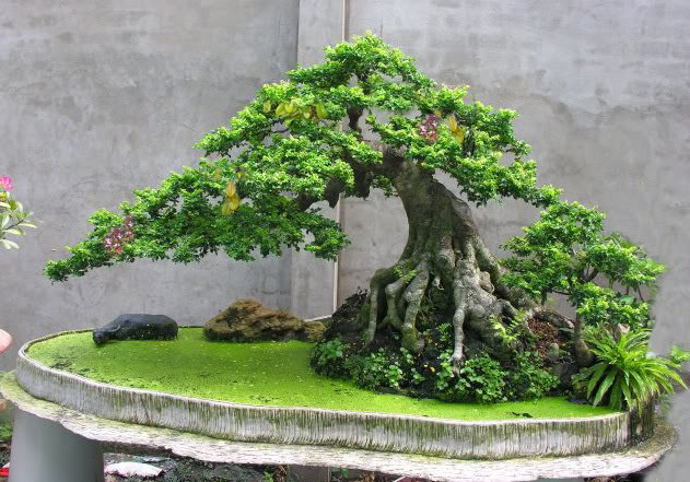 cây bonsai 