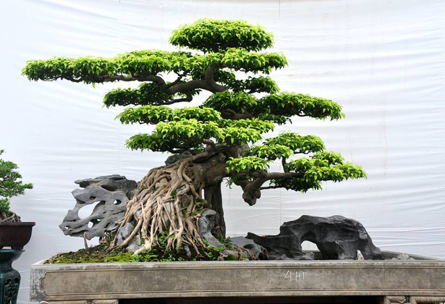 cây bonsai 